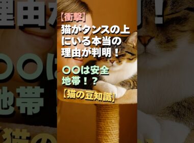 【衝撃】猫がタンスの上にいる本当の理由が判明！〇〇は安全地帯！？【猫の豆知識】