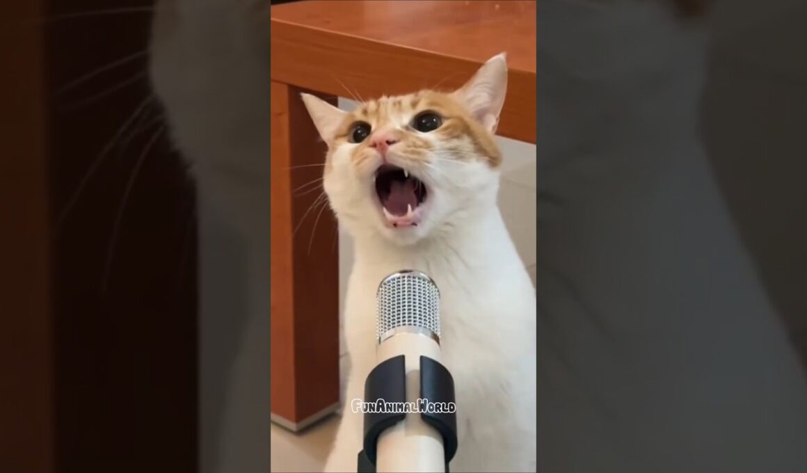 Wait for the Final Meow… You Won’t Believe It! 😹