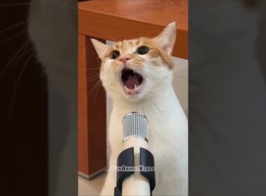 Wait for the Final Meow… You Won’t Believe It! 😹