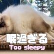 バーマン猫ラフ【眠過ぎる】Too sleepy(バーマン猫)Birman/Cat