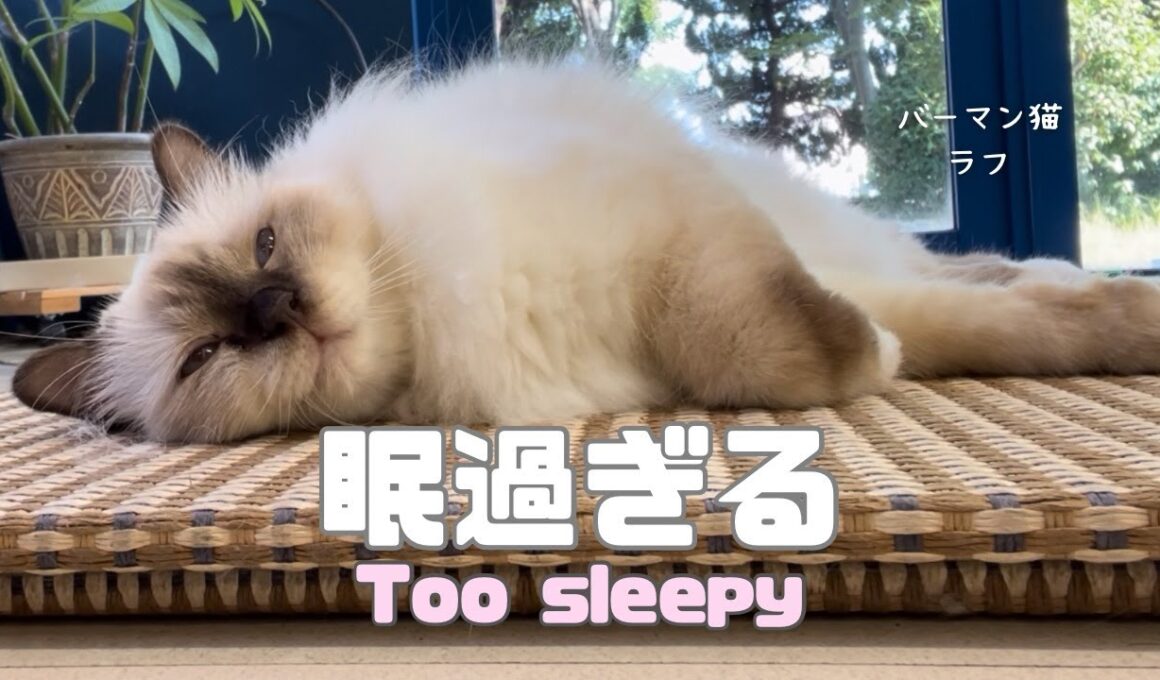 バーマン猫ラフ【眠過ぎる】Too sleepy（バーマン猫）Birman/Cat