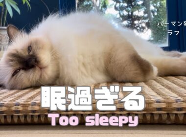 バーマン猫ラフ【眠過ぎる】Too sleepy（バーマン猫）Birman/Cat