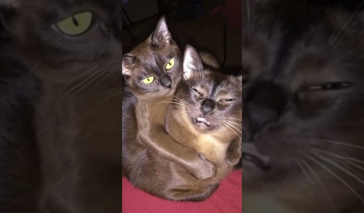 猫は重い毛布です！ #cats #catvideos #funnycatvideos #funnyvideo #funnyanimals #cat