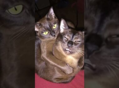 猫は重い毛布です！ #cats #catvideos #funnycatvideos #funnyvideo #funnyanimals #cat