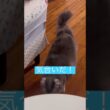 気合いだ #ねこ動画 #アメリカンカール #catshorts