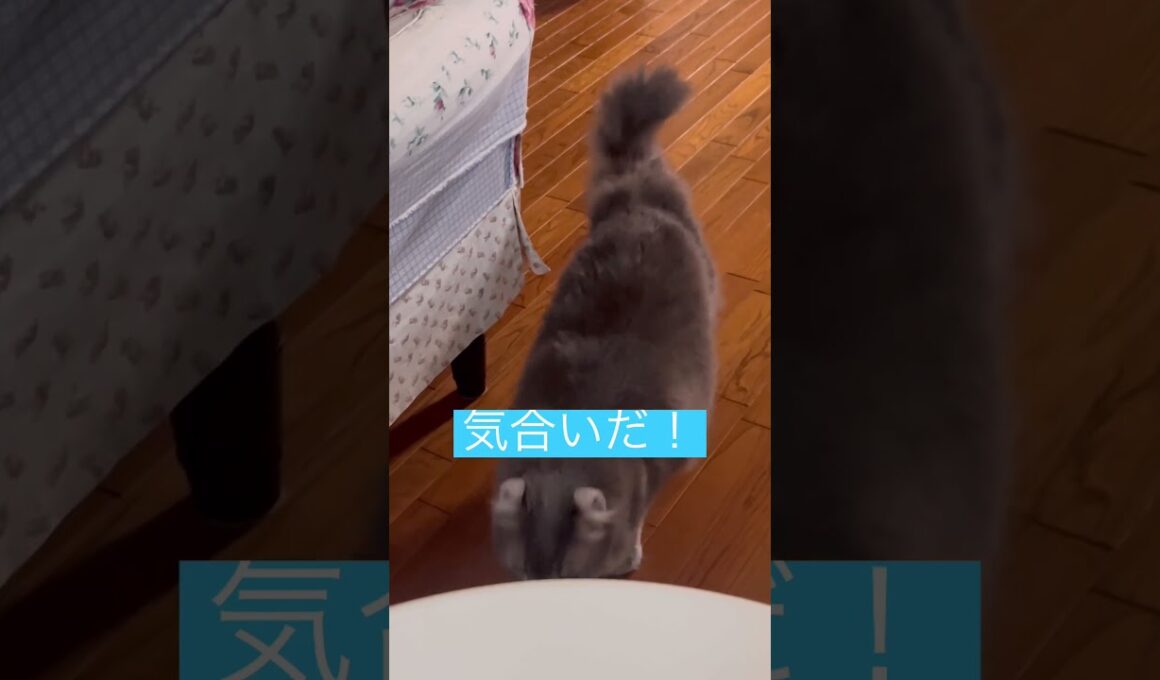 気合いだ #ねこ動画 #アメリカンカール #catshorts