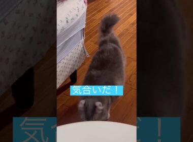 気合いだ #ねこ動画 #アメリカンカール #catshorts