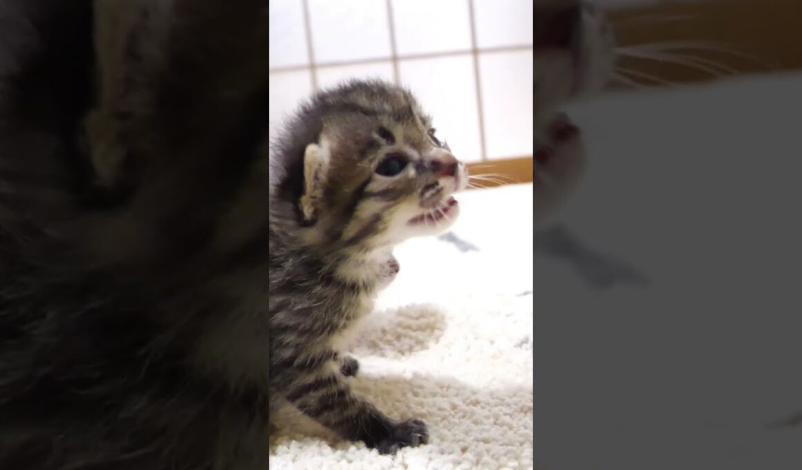 ミルクに気付いた子猫がヨチヨチ歩きでママに突撃 #gatto #kitten #cat #meow