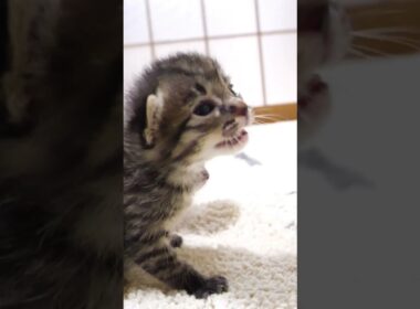 ミルクに気付いた子猫がヨチヨチ歩きでママに突撃 #gatto #kitten #cat #meow
