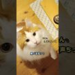 今日のセテさん #メインクーン #猫 #猫のいる暮らし #shorts #cat #mainecoon #catlover​  #catshorts​ #cute​ #cutecat​ #fyp​
