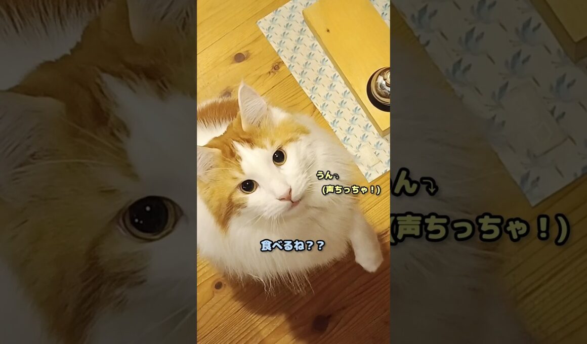 今日のセテさん #メインクーン #猫 #猫のいる暮らし #shorts #cat #mainecoon #catlover​  #catshorts​ #cute​ #cutecat​ #fyp​