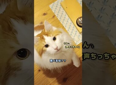 今日のセテさん #メインクーン #猫 #猫のいる暮らし #shorts #cat #mainecoon #catlover​  #catshorts​ #cute​ #cutecat​ #fyp​