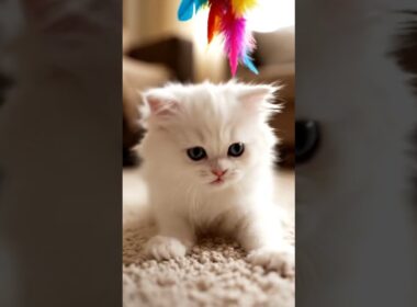 This Kitten's Funniest Playtime Ever! #cat