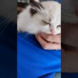 #shorts #ラグドール #子猫 #猫のいる生活 #甘えん坊猫 #ぬいぐるみ猫