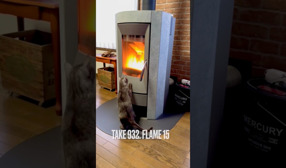 #薪ストーブ #炎大好き #点火確認 #パパ大好き猫 @rika_ofen #egyptianmaucat #エジプシャンマウ #エジプシャンマウスモーク #shorts