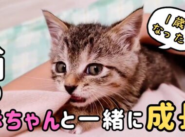 こんなに小さかった子猫‼️人間の赤ちゃんと一緒に育ちました【１歳おめでとう】