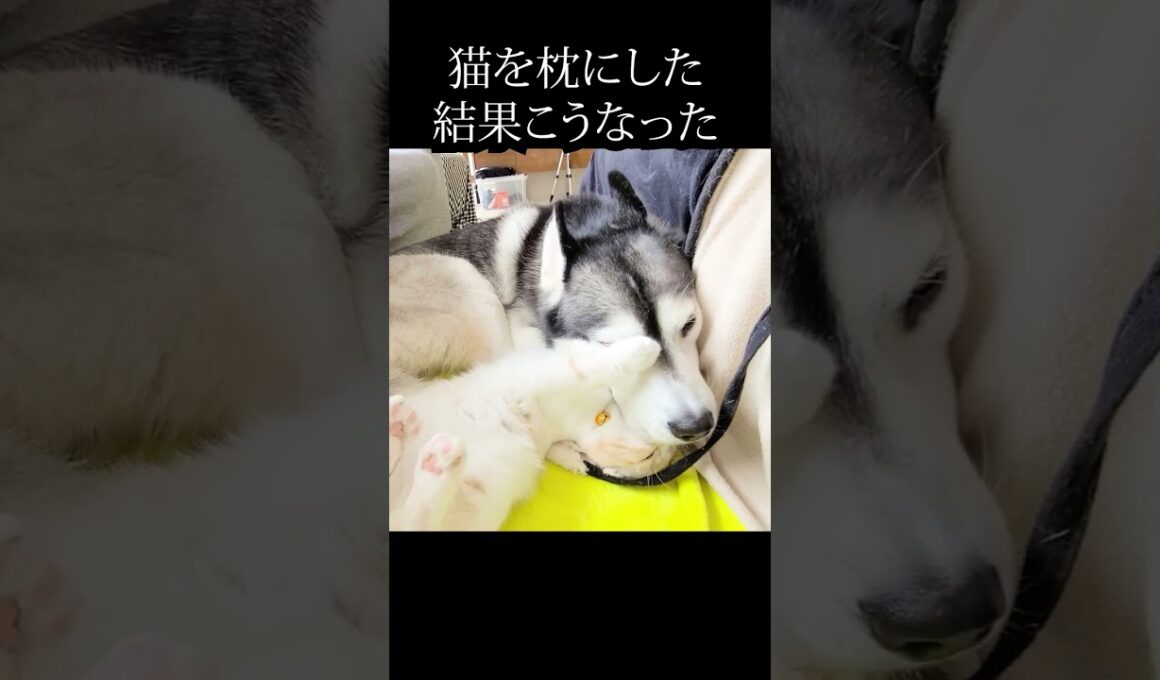 猫がかわいすぎて枕にしたらこうなった...#猫 #shorts