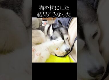 猫がかわいすぎて枕にしたらこうなった...#猫 #shorts