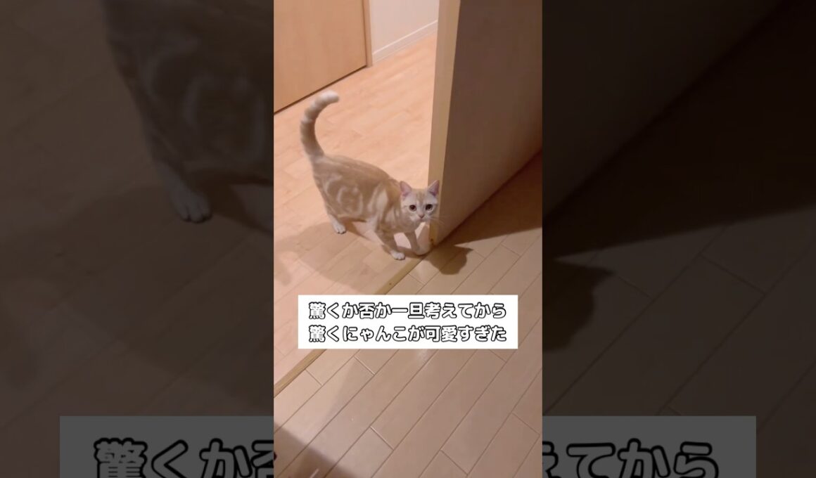 これ驚いた方がいいのか⋯？と考えてからのにゃっ！が可愛すぎた #猫 #アメリカンショートヘア #アメショ #shorts