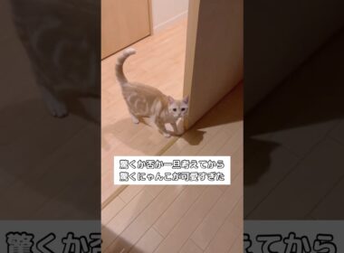 これ驚いた方がいいのか⋯？と考えてからのにゃっ！が可愛すぎた #猫 #アメリカンショートヘア #アメショ #shorts
