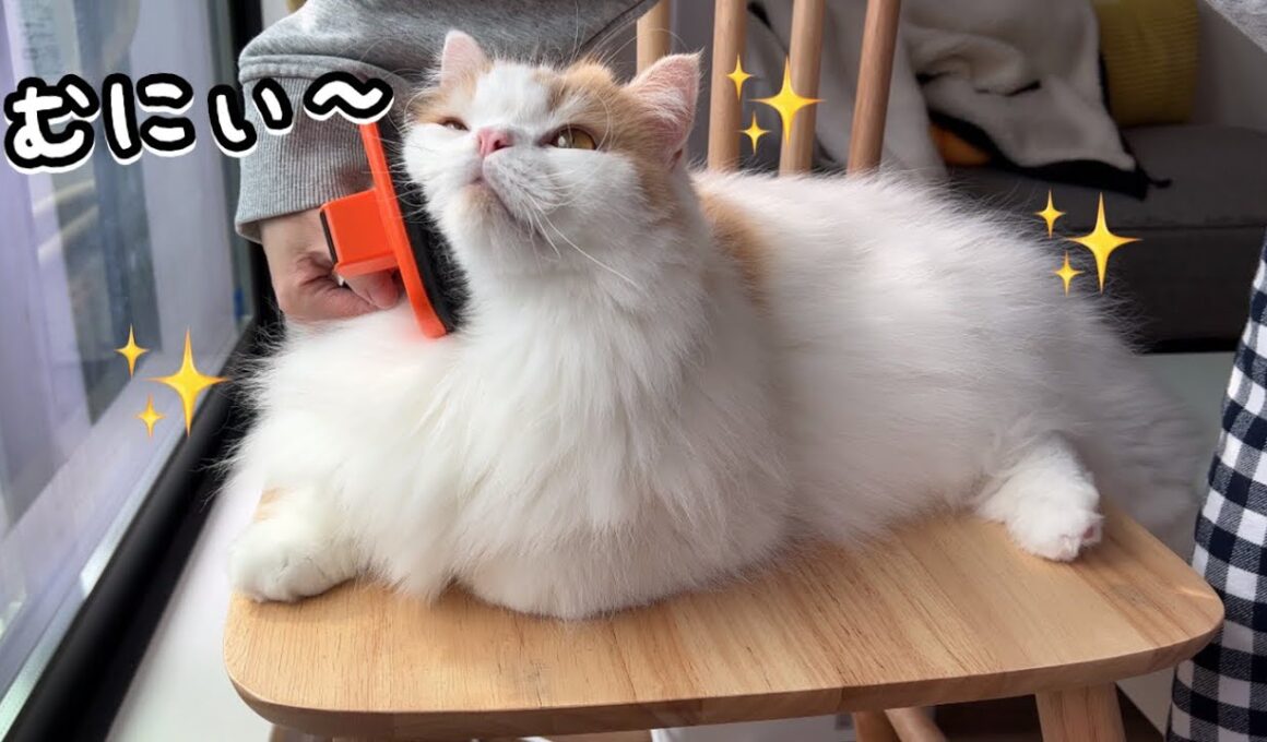 愛猫のツヤッツヤッの毛を保つルーティンはこんな感じです！