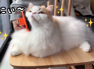 愛猫のツヤッツヤッの毛を保つルーティンはこんな感じです！