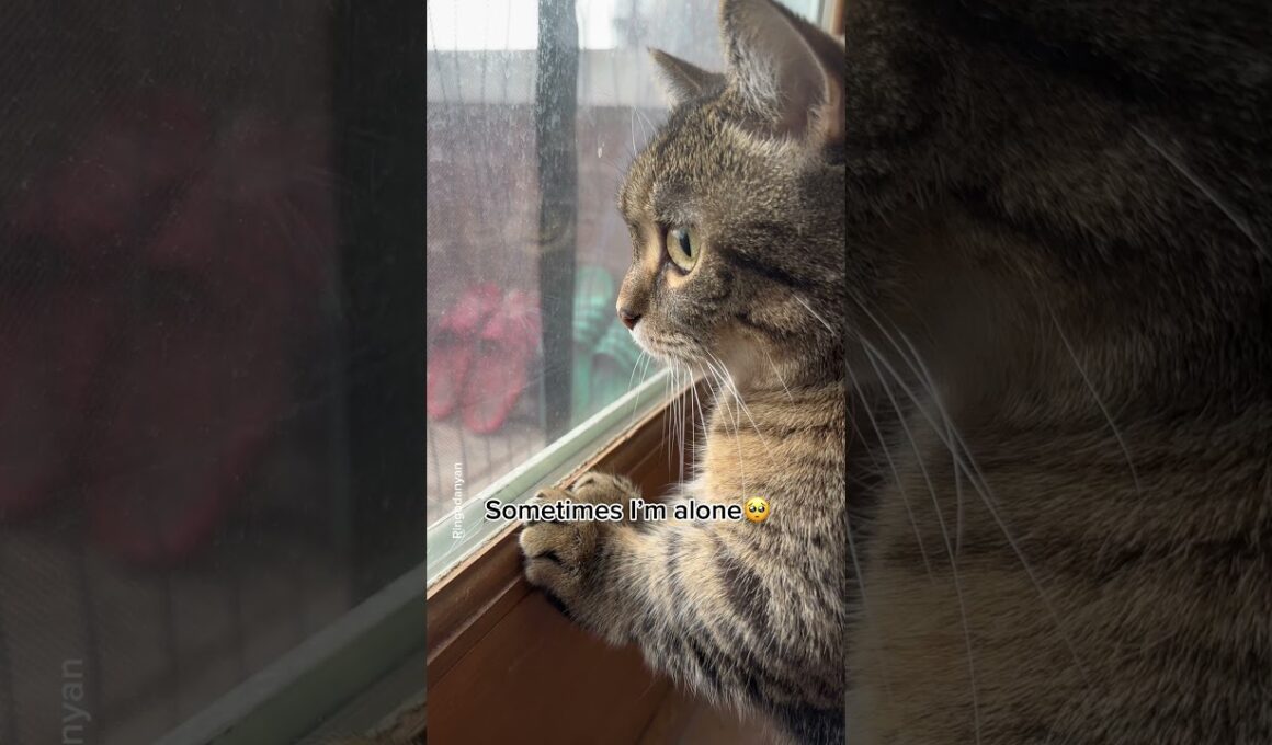 Sometimes I’m alone😿♥️ #shorts