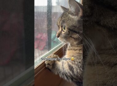 Sometimes I’m alone😿♥️ #shorts