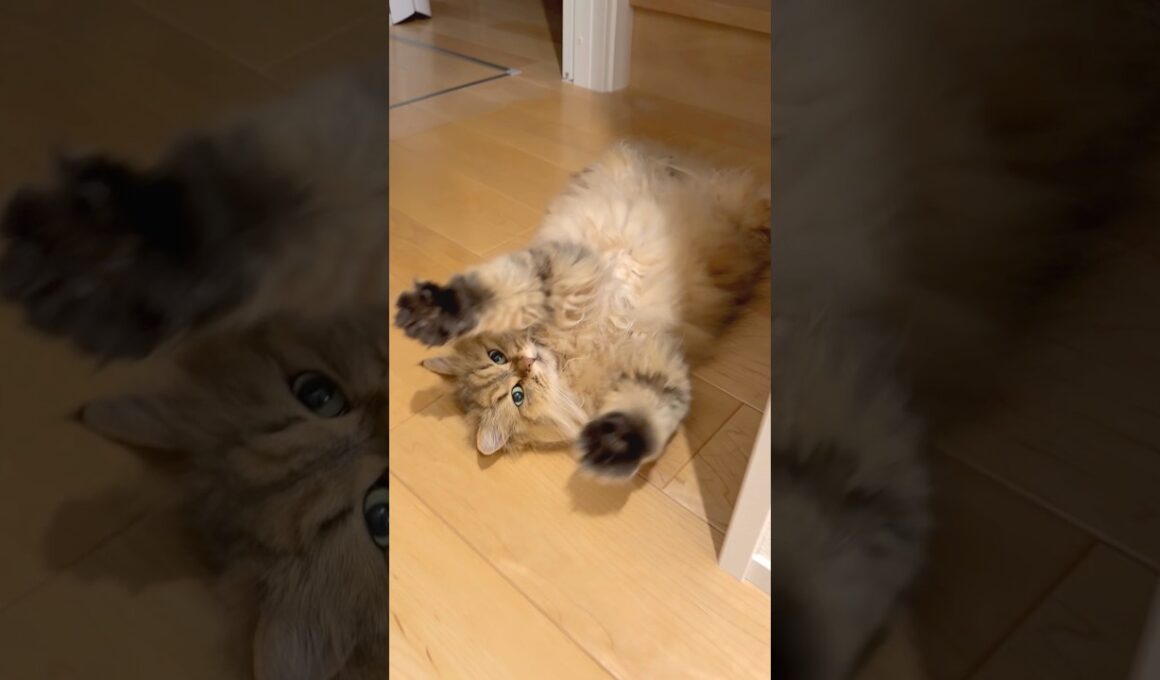 猫のバンザイ 【サイベリアン】 #Shorts