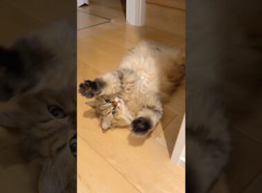 猫のバンザイ 【サイベリアン】 #Shorts