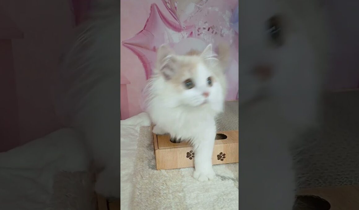 【ご家族様募集中】長足マンチカン女の子♡ #cat t #かわいい子猫 #kitten #子猫 #cute #子猫ブリーダー #短足マンチカン #短足ミヌエット #子ネコ #子猫 #好きな子猫