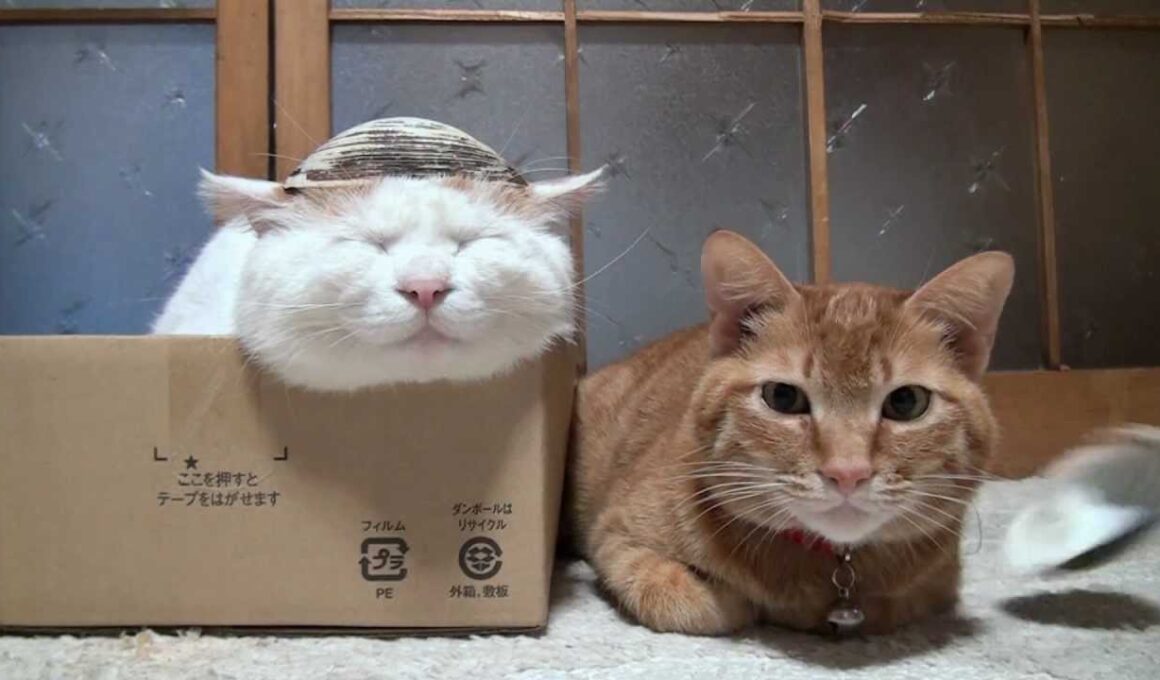 ほっき　Surf clam