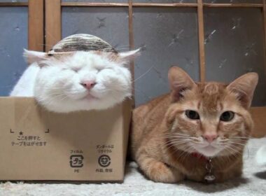 ほっき　Surf clam