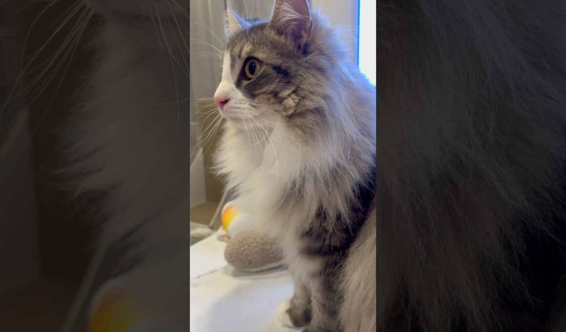 凛々しいアーク様 #サイベリアン #siberian #2歳6ヶ月 #cat #猫 #shorts