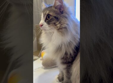 凛々しいアーク様 #サイベリアン #siberian #2歳6ヶ月 #cat #猫 #shorts