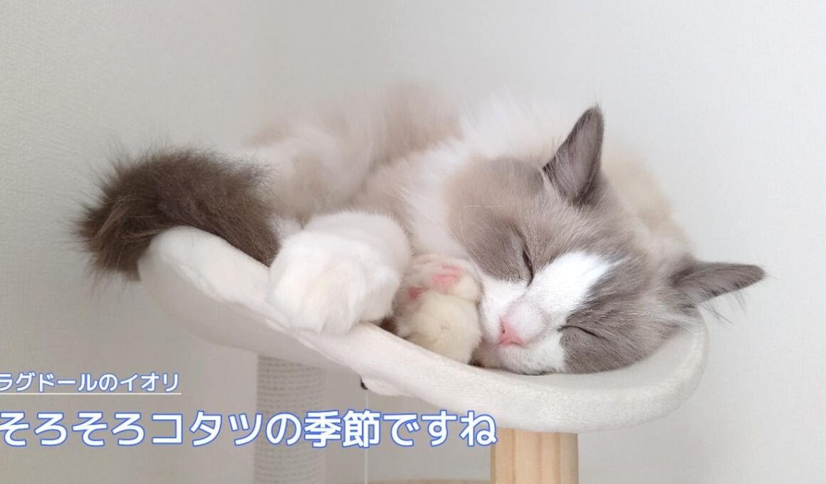 【ラグドール】そろそろコタツの季節ですね