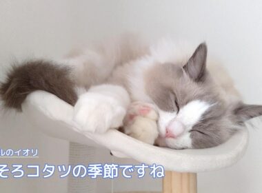 【ラグドール】そろそろコタツの季節ですね