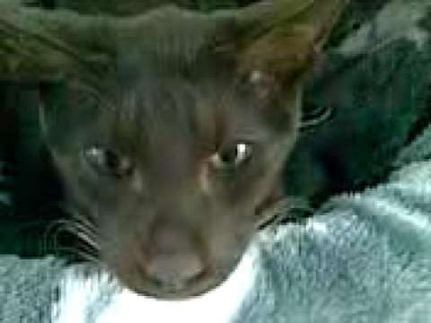 Havana Brown oriental short hair