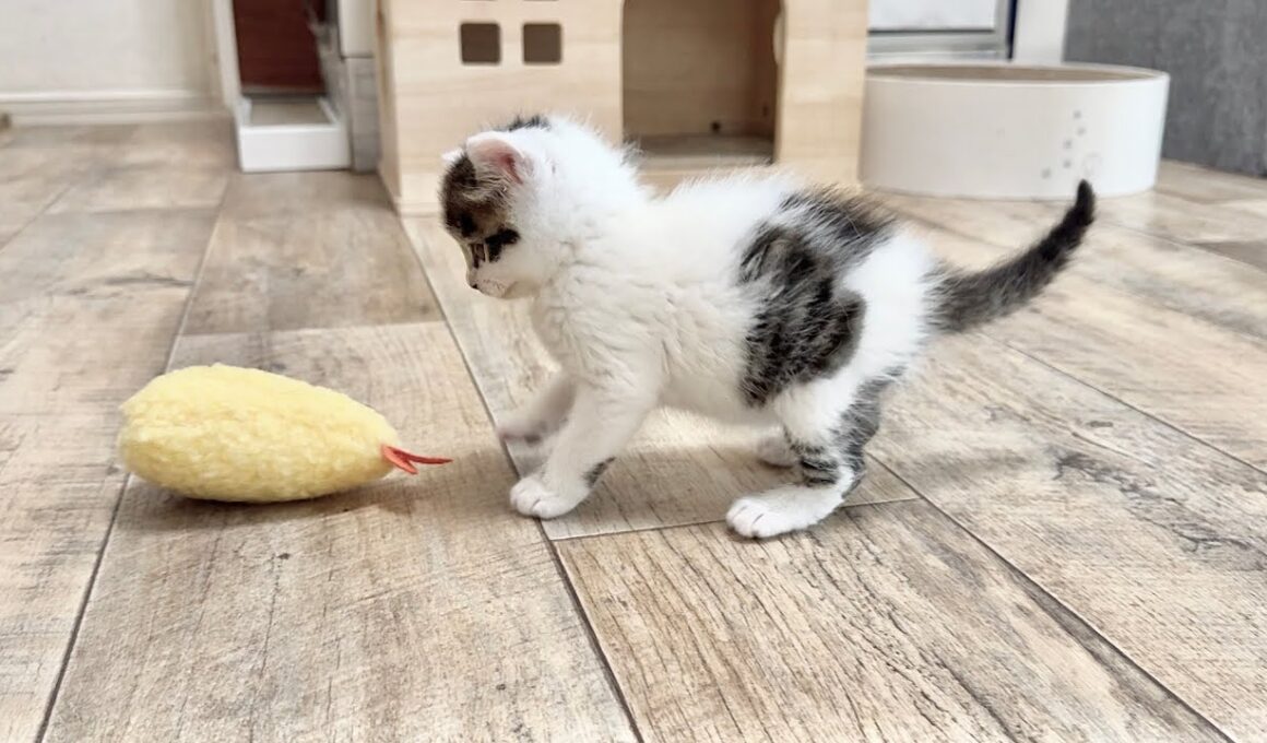 うさぎ飛びでぴょんぴょこ遊ぶ子猫【坊ちゃん日記#8】A kitten playing by jumping like a rabbit.