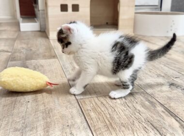 うさぎ飛びでぴょんぴょこ遊ぶ子猫【坊ちゃん日記#8】A kitten playing by jumping like a rabbit.