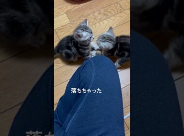 生後35日目。走るのが早くなったよ#アメショ#アメリカンショートヘア#子猫#猫の日常#猫のいる暮らし#猫のいる生活#cat#cats