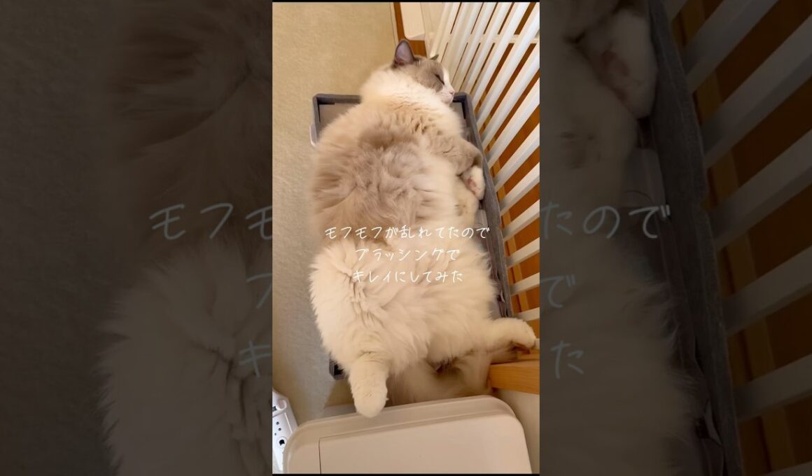 ブラッシング大好きのいっぺいだニャ💕✨　#ラグドール #猫のいる暮らし #猫好きさんと繋がりたい #ragdollcat