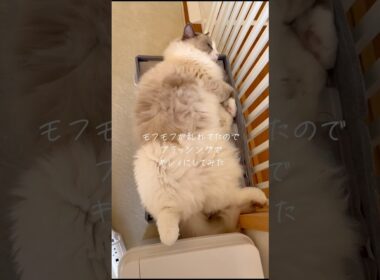 ブラッシング大好きのいっぺいだニャ💕✨　#ラグドール #猫のいる暮らし #猫好きさんと繋がりたい #ragdollcat