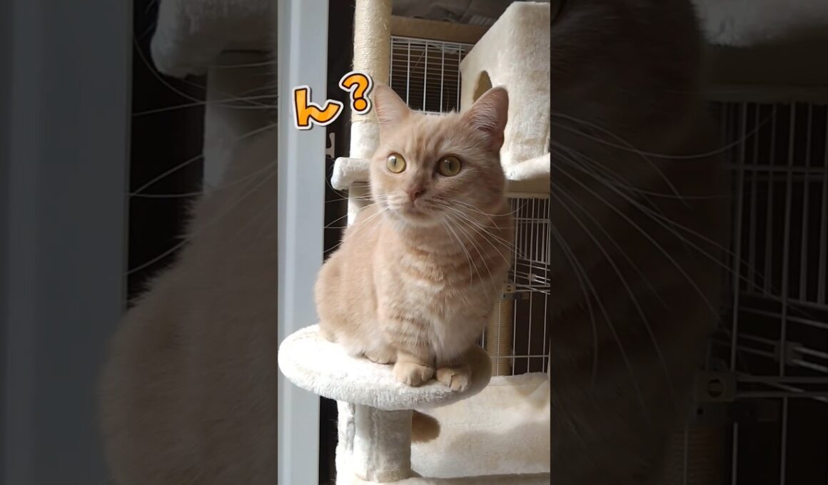 【おしゃべりマンチカン】 #shorts #猫 #ねこ #cat