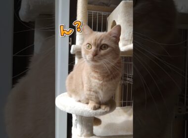 【おしゃべりマンチカン】 #shorts #猫 #ねこ #cat