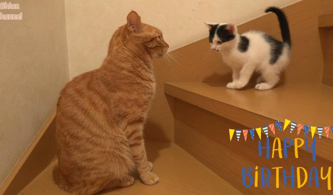ちいおじコンビの4歳の誕生日をお祝いする猫たち