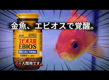 金魚、エビオス錠で覚醒。食欲と元気が戻るまでの物語。