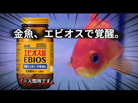 金魚、エビオス錠で覚醒。食欲と元気が戻るまでの物語。