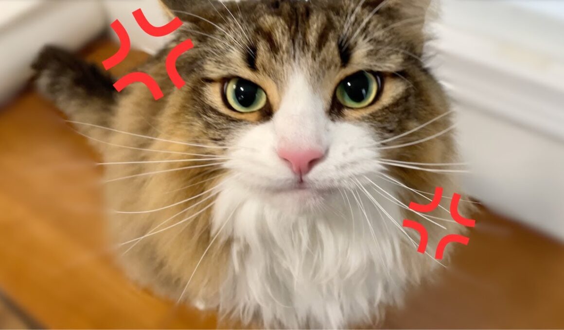 普段は穏やかな猫がまさかのネコパンチ炸裂！暴れまくる様子がこちらです