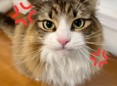 普段は穏やかな猫がまさかのネコパンチ炸裂！暴れまくる様子がこちらです